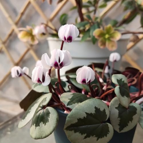 Semi di ciclamino - decorative Vecchie varietà resistenti tappezzanti in vaso rialzata in vaso recisi balcone Aiuole rialzate per 20pcs