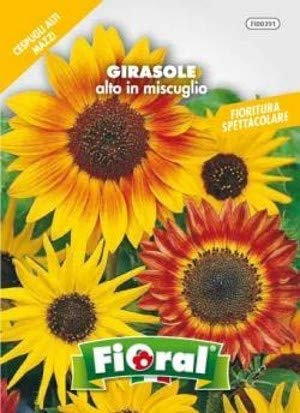 Sementi da fiore di qualità in bustina per uso amatoriale (GIRASOLE ALTO IN MISCUGLIO)