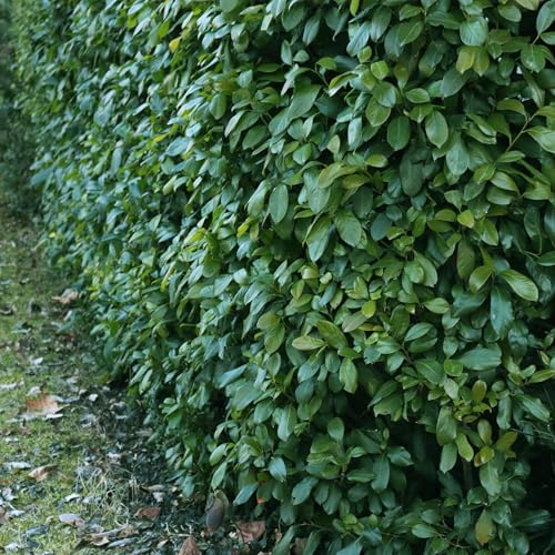 Laurel de cereza Prunus laurocerasus Etna – seto – hoja verde – 6 plantas – 1 metro lineal – hoja perenne – 17 cm x 50 cm – rápido crecimiento y fácil de limpiar