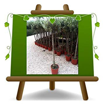 EURO PLANTS VIVAI Olivo Forma a Palla - Pianta da Frutto (Forma a Pallina) -Altezza Fuori Vaso 70-90 cm - Età 4 Anni