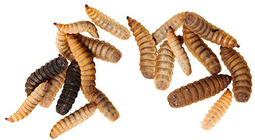 OFERA Soldatenfliegenlarven lebend, Zucht-Startkolonie [ca. 2000 STK.] Insekten als Hühnerfutter, Vogelfutter Wildvögel ganzjährig, Fischfutter, Wachtelfutter, Soldatenfliegenlarven getrocknet