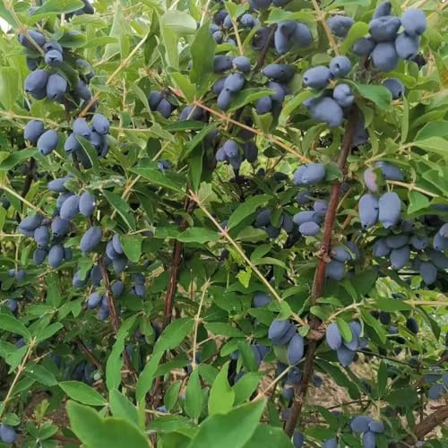 Mirtillo siberiano interno per zone soleggiate mirtillo giardino roccioso con balcone colonnari a crescita Semi 300semi