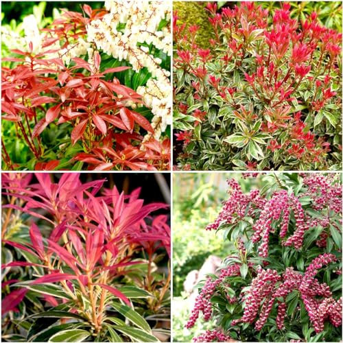 GrowOn Shrubs [x4] Pieris Japonica Collection | Variety-Pack | Evergreen Shrubs | Outdoor Garden Ready Plants | Spring Flowering | Red, White Flowers