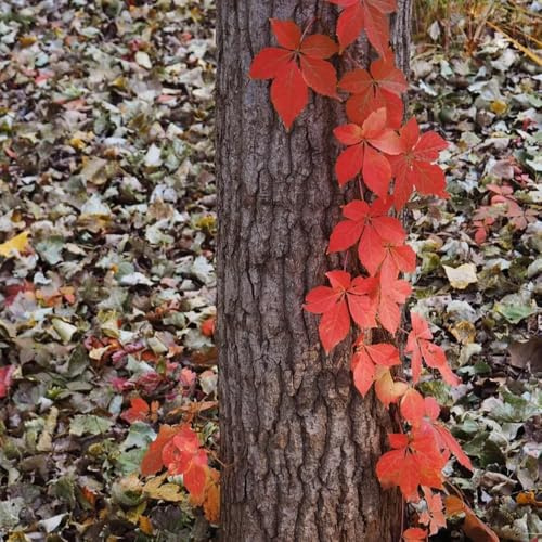 semi di vite selvatica - giardino di Parthenocissus tricuspidata - verdi da esterno resistenti per aiuole rialzate da giardino roccioso 400pcs