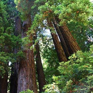Sequoia sempervirens - di sequoie costiere - 20 Semi