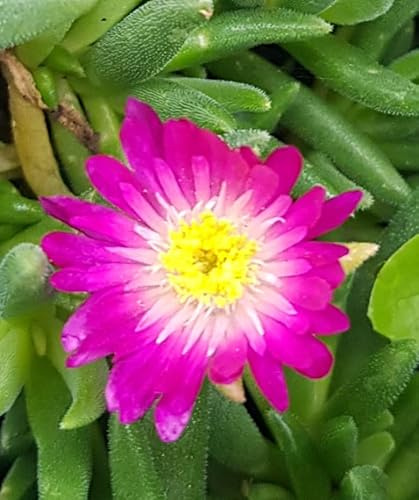 Delosperma JEWEL OF DESERT® AMETHYST® 'DSAM13-1' / Pourpier vivace/Godet/Succulente