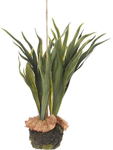 Hirschfarn Natural 25 cm