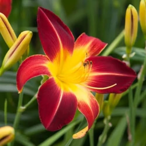 100 Stück Taglilien-Blumensamen