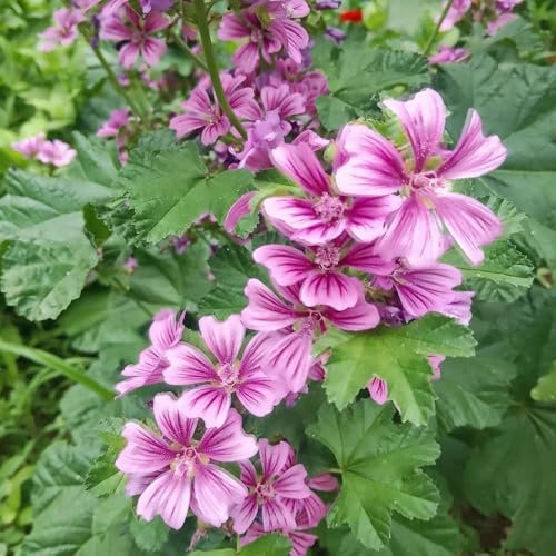 Semi di malva, Semi di Malva Selvatica, Malva Sylvestris, esotici da balcone Le da giardino sono 300pcs