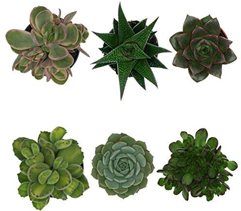 PASIORA Sukkulenten Mix im 6cm Topf, Verschiedene kleine Pflanzen, Pflegeleichte Zimmerpflanzen, lebende Pflanzen (6 Stück)