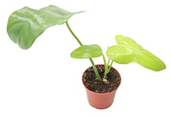 Philodendron Bipennifolium Aurea - 4 Pot from California Tropicals