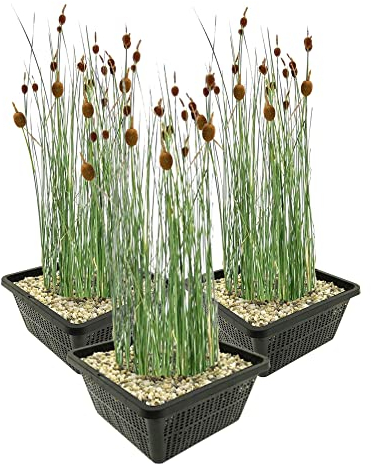 vdvelde.com - Zwergrohrkolben 3 Körbe - - 12 Pflanzen - Ausgewachsene Höhe: 60cm - Platzierung: -1 bis -10cm