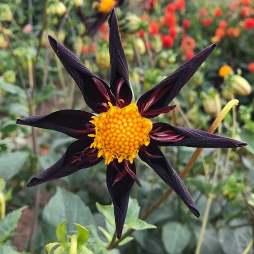 Dahlia Verrone's Obsidian Flower Bulbs - Summer Flowering Bee Plants - Easy to Grow Tubers Producing Unusual Dark Flowers with Bright Yellow Eyes - Grow in Beds, Borders, Pots (Pack of 1 Dahlia Bulbs)