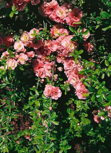 Chaenomeles 'Pink Trail' 40–60 cm – Winterhart, Mehrjährig, Pflegeleicht – Zierquitte – Heckenpflanze für Garten & Beet