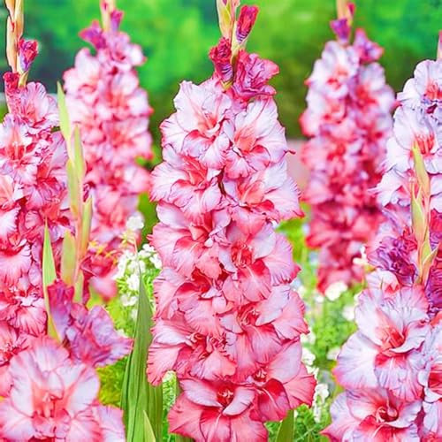 Gladiolus Bulbs-Ornamental Flowers/Plant Bulbs/Cut Flowers/Wedding Flowers-10bulbs-d