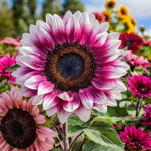 50 Tournesols Roses Fraise, Plantes Rares et Uniques pour Jardin, Idée Cadeau Jardinage