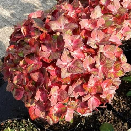Vivai le Georgiche - Pianta vera di Hydrangea macrophylla Chocolate Ever Belles Hydrangea macrophylla 'Hokomachoko' Ortensia 'Chocolate Ever Belles' - vaso Ø 18 cm