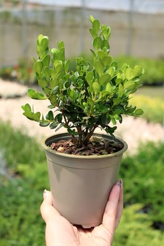 Bosso Buxus microphylla Faulkner pianta da siepe sempreverde in vaso ø13 cm FOTO REALE Vivaio di Castelletto