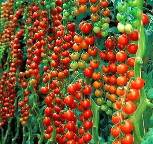 Tomato Sweet Million - 15 Seeds + Plant tag + Freebie - Solanum lycopersicum