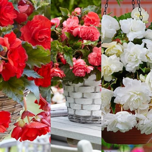 Carbeth Plants - 30 x Trailing Begonia Pendula Mixed Tubers - Summer Bulbs - Hanging Begonia Flowers - Planting in Garden Hanging Baskets, Pots, Containers