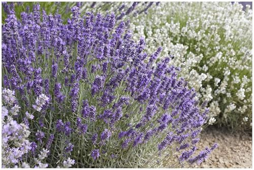 Stauden Gänge 10 x Lavandula angustifolia 'Hidcote Blue' Echter Lavendel | Blaue Staude für Sonne, Blüte Juli bis August, mehrjährig, 9x9 cm Topf