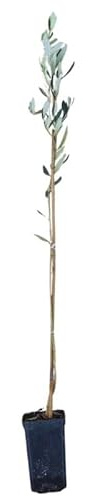 Planta de Olivo Picual | Árbol de Olivo Joven 60–90 cm | Variedad de Alta Productividad y Fácil Cultivo, Ideal para Producción de Aceite