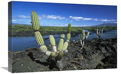 Global Gallery Candelabro Gigante Cactus Isla Isabella, Islas Galápagos, Ecuador-Lienzo Art 24 x 16 Pulgadas