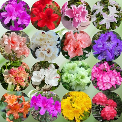 Semi di rododendro e azalea - giardino di arbusti arbusti fioriti, resistenti per giardinieri semi selvatici serre da balcone resistenti esotico raro 300pcs