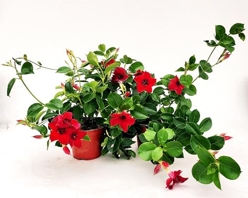 POWERS TO FLOWERS - MANDEVILLA DIPLADENIA ROSSO A FIORE DOPPIO, VASO 14 CM DIAMETRO, 2 PIANTE, pianta vera