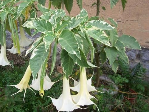 5 SEMI DI BRUGMANSIA VARIEGATA BIANCO - TROMBA DELL'ANGELO semi freschi