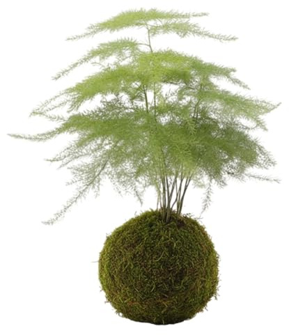Kokedama Natural Asparagus Setaceus Helecho Plumoso | Planta Interior DECOALIVE