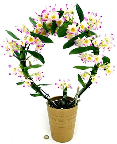 POWERS TO FLOWERS - DENDROBIUM NOBILE ROSA CHIARO AD ARCO, IN VASO CERAMICA ORO, ORCHIDEA, pianta vera