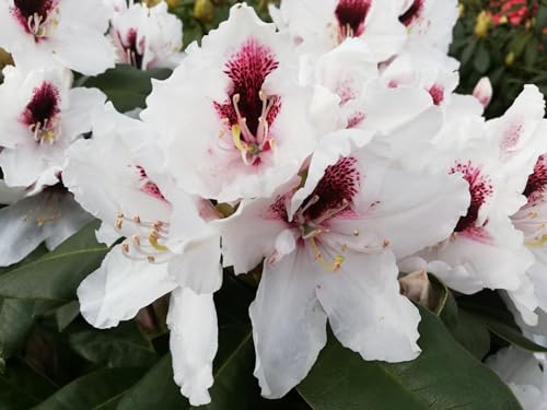 Rhododendron Hybride Herbstgruß - Großblumige Alpenrose 40-50 cm