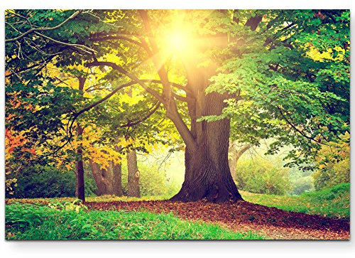 Paul Sinus Art Leinwandbilder | Bilder Leinwand 120x80cm herbstlich gefärbter Baum im Park