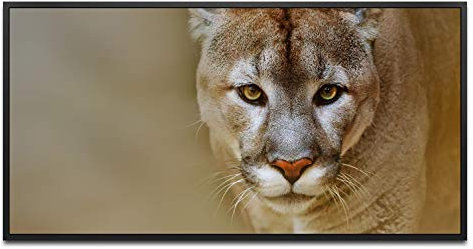 Puma Portrait ca. 130x70cm Wandbild inklusive Schattenfugenrahmen schwarz - Panorama Leinwand Bild XXL Format Wandbilder Wohnzimmer Wohnung Deko Kunstdrucke