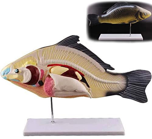 WEISSBIGR Lernmodell, 3-teiliges Fischmodell der 3D-Fischsektion, anatomisches Labormodell in inneren Organen, abnehmbares anatomisches biologisches Tier für den Unterricht