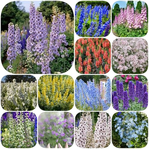 Semi di delphinium - semi di selvatici varietà antiche, rare resistenti resistenti per giardini rocciosi, estivi decorazioni 1500pcs