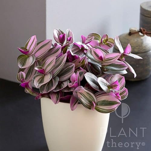 Plant Theory 20cm Moses in The Cradle Tradescantia Fluminensis Nanouk Indoor Plant 12cm Pot