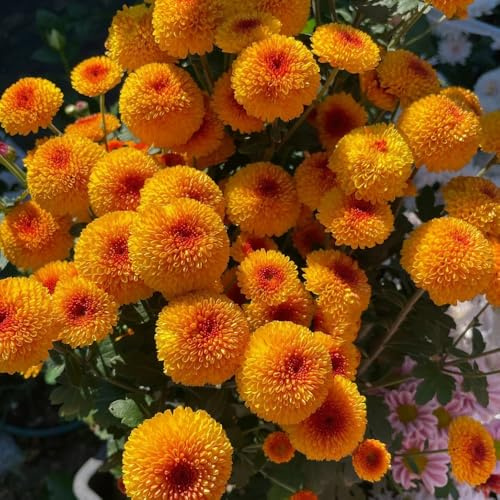 pompon mamma, topfpflanzen draußen winterhart hochbeet bonsai bio blumenbeet deko 125samen