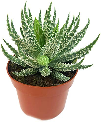 Fangblatt - Aloe humilis x pratensis - seltene, Haizahn Kaktee - pflegeleichte Sukkulente - die Aloe ist eine sehr schöne Zimmerpflanze für das sonnige Fensterbrett
