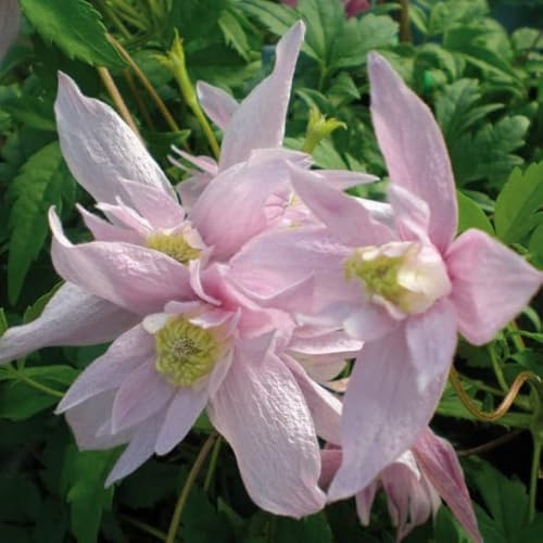 Clematis Markham’s Pink 1L - Pflanze für Anfänger und professionelle Gärtner - Ideal für Kleingarten, Garten - Schöne Pflanze mit ungewöhnlichen Blüten - Genießen Sie jeden Tag ihre Farben