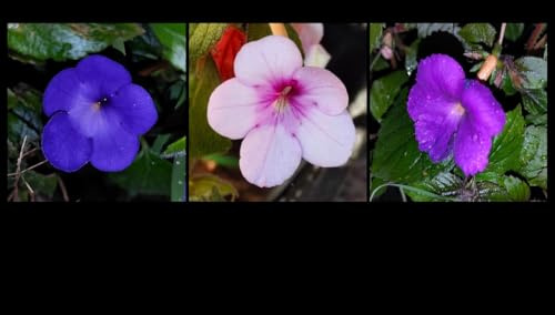 Achimenes Schiefteller  Prachtmischung  3 Rhizome/Knollen