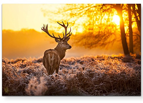 Leinwandbilder | Bilder Leinwand 120x80cm Hirsch im Morgenlicht