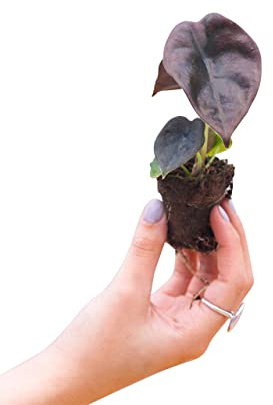 PLNTS - Baby Alocasia Red Secret - Zimmerpflanze - Pfeilblätter - Echte Pflanzen für Drinnen - 2cm Stecklinge - Höhe 20cm
