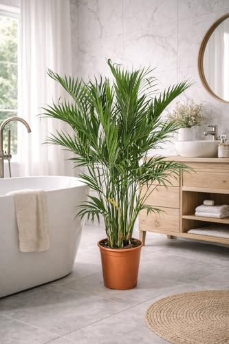 Chamaedorea cataractarum – Mexikanische Bergpalme 120-130 cm | Pflegeleichte Zimmerpflanze | Luftreinigend & dekorativ | Ideal für Wohnzimmer, Büro & Schlafzimmer