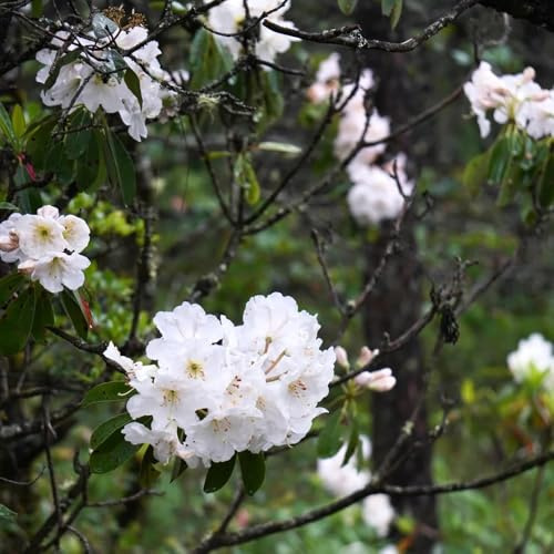 Semi di rododendro, giardino, biologici azalea resistenti, rare, campo esotici, 25pcs
