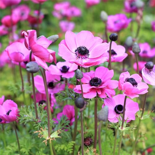 Blumenzwiebeln mehrjährig winterhart, Anemone-Rhizome 5 years, Beautiful,Natürlich, Winterhart pflanzen, Duft Blumenbulben-5 Anemonen zwiebeln-A