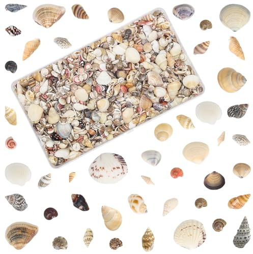 JETOP Muscheln zum Basteln 1000 Stück Natürliche Mini Muscheln Gemischte 0.5–3.5 cm Muscheln Deko Klein Perfekt für DIY Handwerk Kerzen Aquarium Vasenfüller Strand