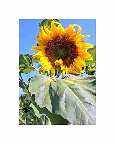 Stk - 15x Sonnenblumen King Kong Helianthus Garten Pflanzen - Samen KS339 - Seeds & Plants Shop by Ipsa