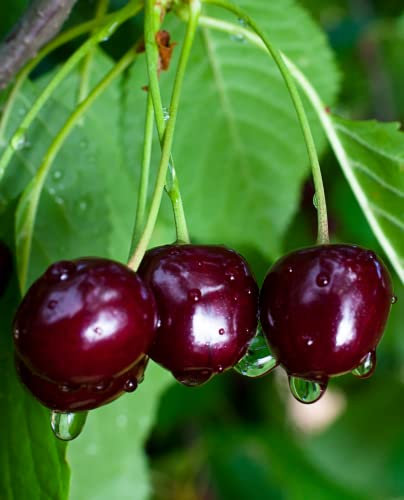 Pianta di Ciliegio 'Durone Nero II' - Intermedia - vaso Ø 20 cm - H. 150/180 cm